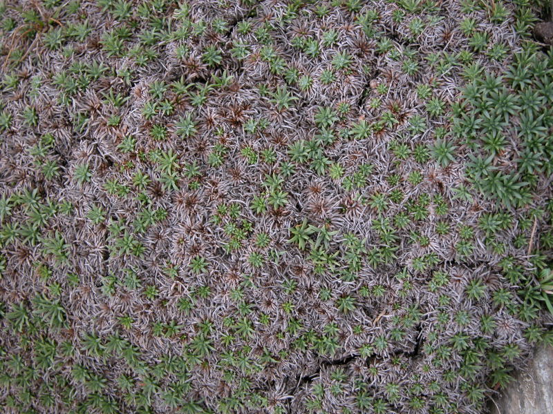 Pulvino sul Gennargentu - Plantago subulata ssp. insularis